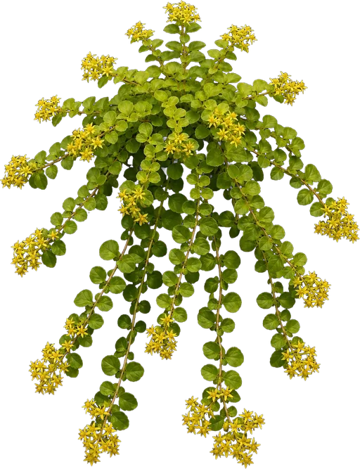 Golden Globes Loosestrife