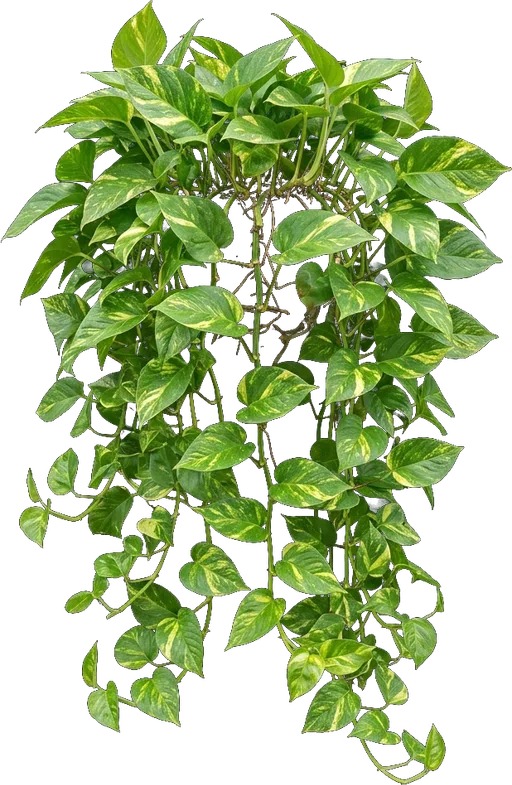 Golden Pothos