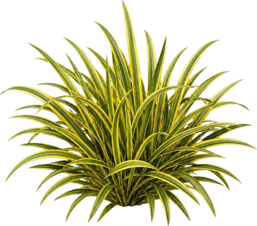 Golden Variegated Sweet Flag