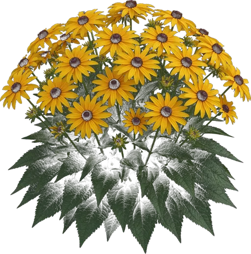 Goldsturm Black-Eyed Susan