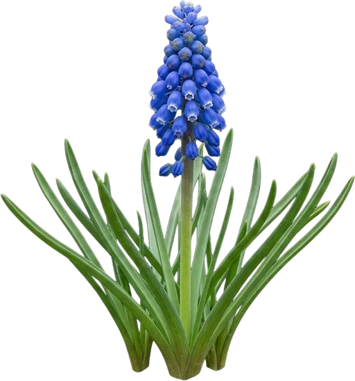 Grape Hyacinth