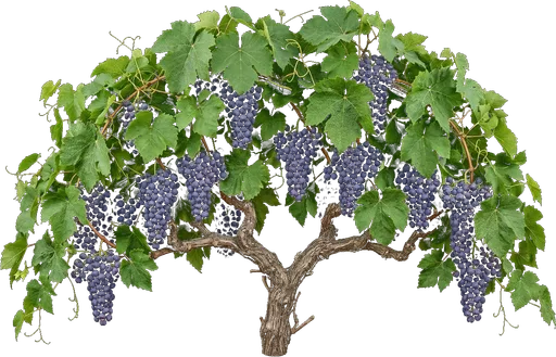 Grapevine
