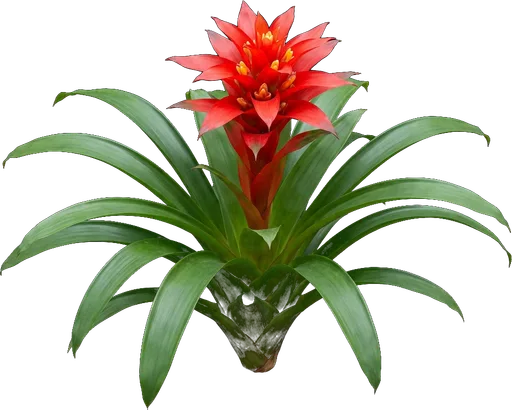 Guzmania Bromeliad