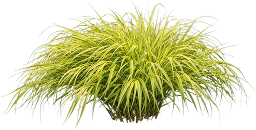 Japanese Forest Grass