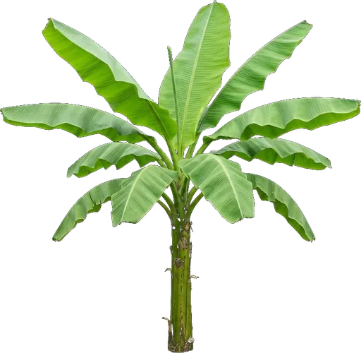 Hardy Banana