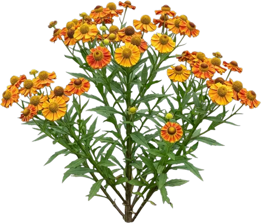 Sneezeweed