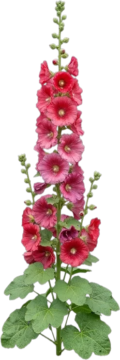 Hollyhock