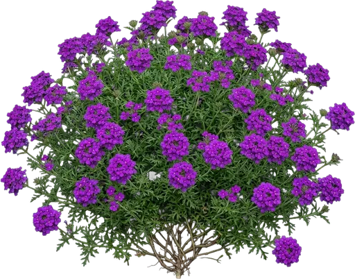 Homestead Verbena