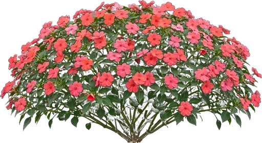 Impatiens