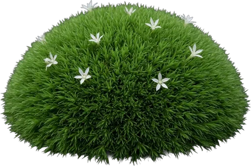 Irish Moss