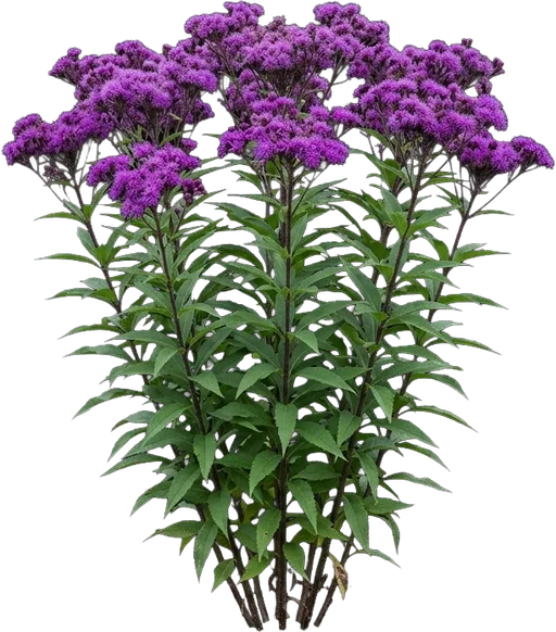 Ironweed