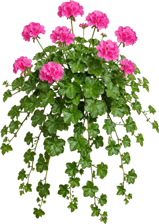 Ivy Geranium
