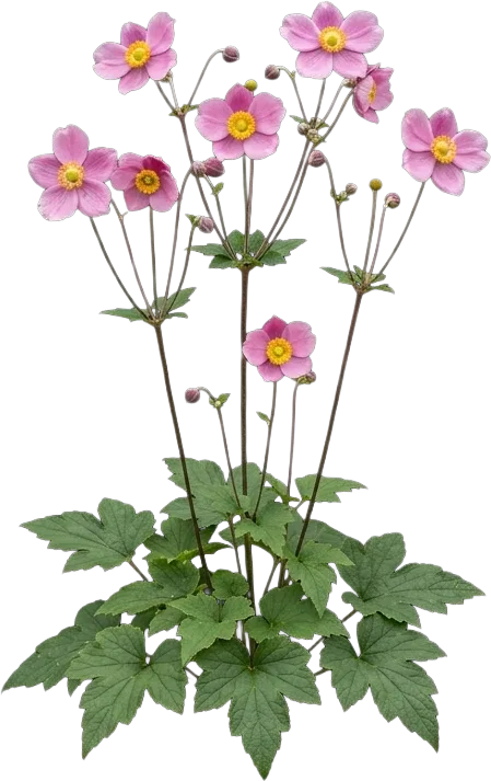 Japanese Anemone