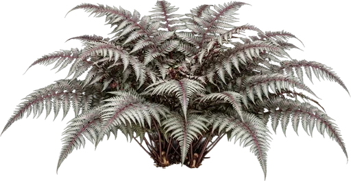 Japanese Painted Fern