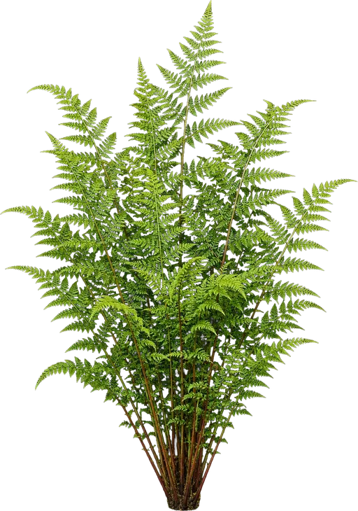Lady Fern
