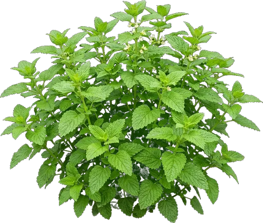 Lemon Balm