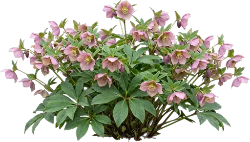 Lenten Rose