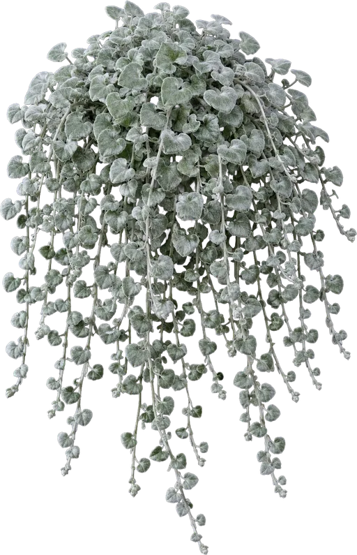 Licorice Plant
