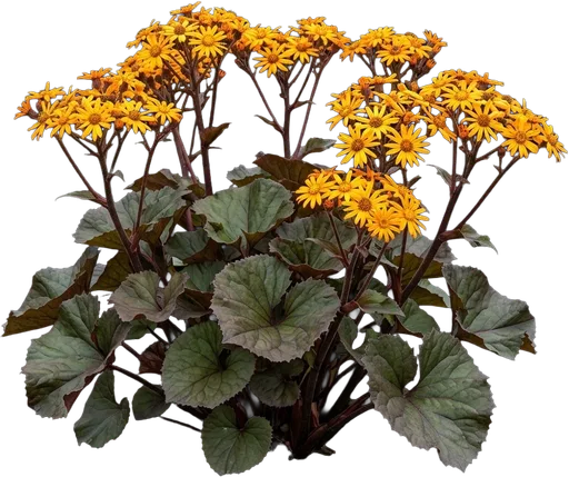 Ligularia