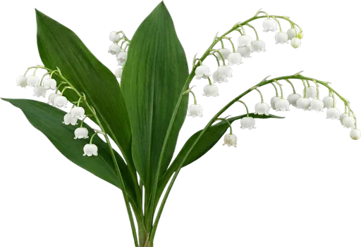 Lily of the Valley