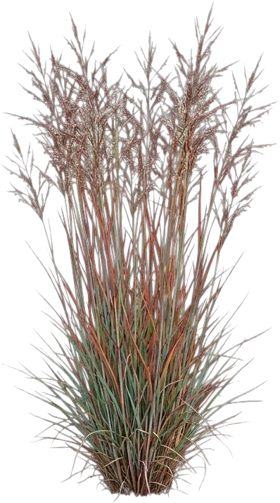 Little Bluestem