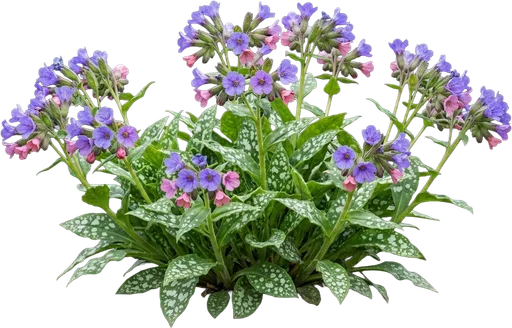 Lungwort