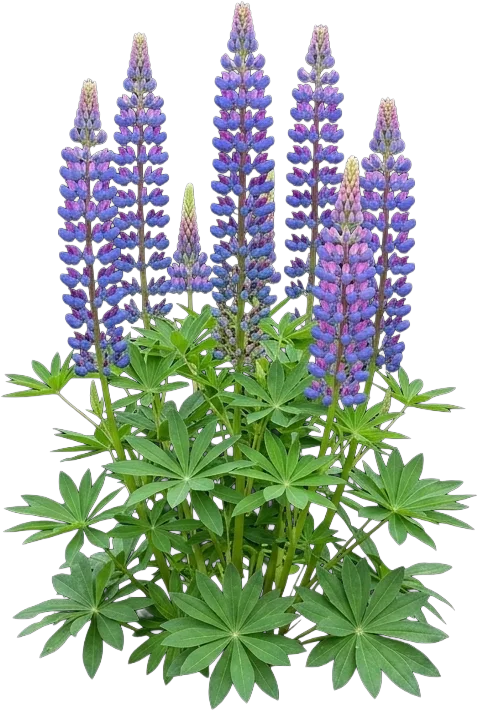Lupine