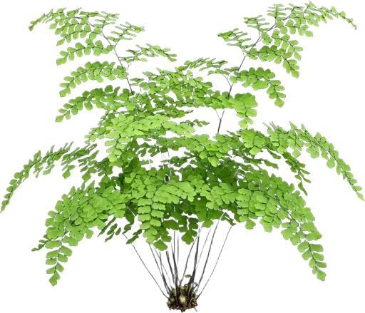 Maidenhair Fern