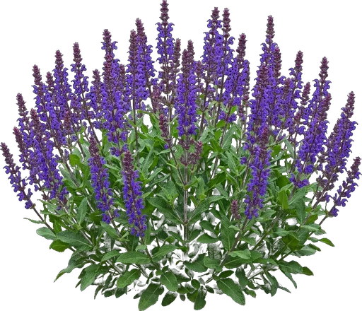 Meadow Sage