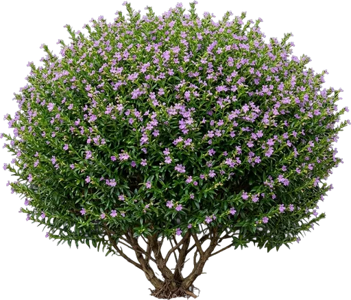 Mexican Heather