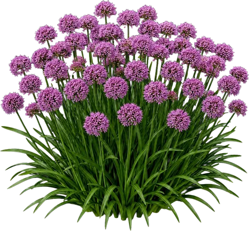Millenium Ornamental Onion