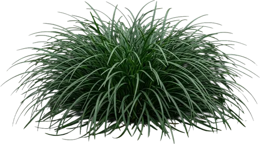Mondo Grass