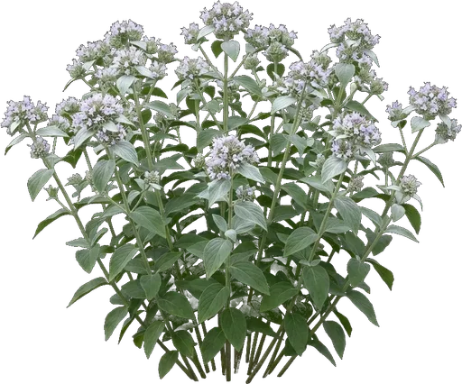 Mountain Mint