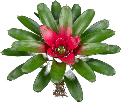 Neoregelia Bromeliad