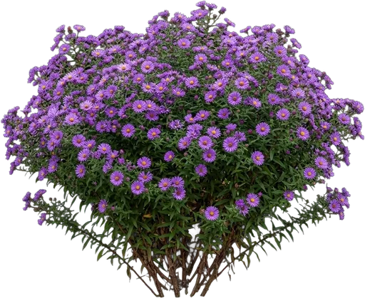 New England Aster