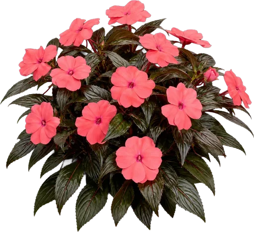 New Guinea Impatiens