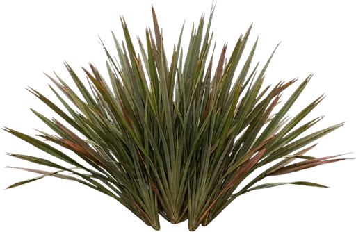 New Zealand Flax