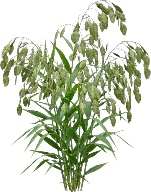 Northern Sea Oats