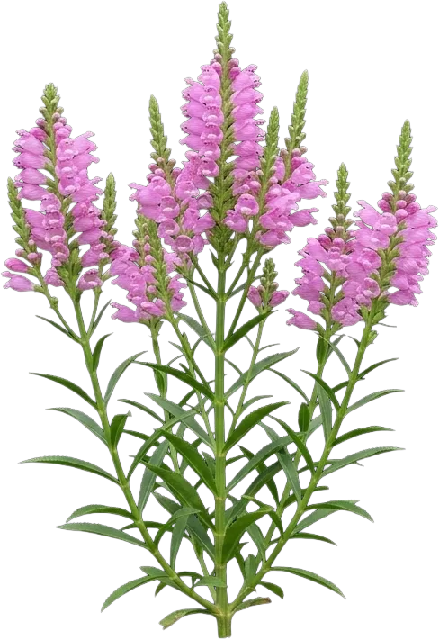 Obedient Plant