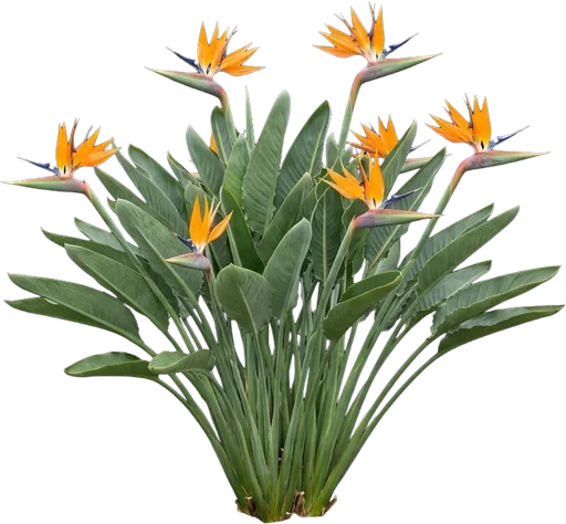 Bird of Paradise