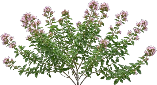 Oregano