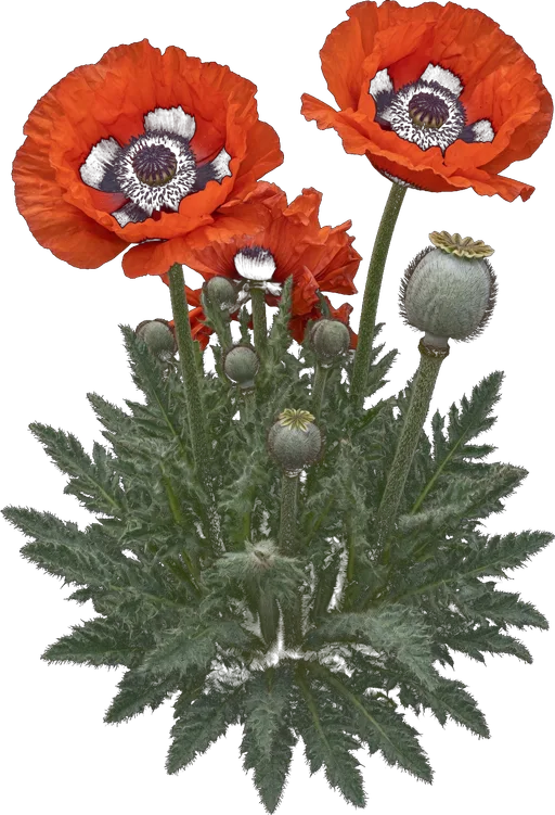 Oriental Poppy