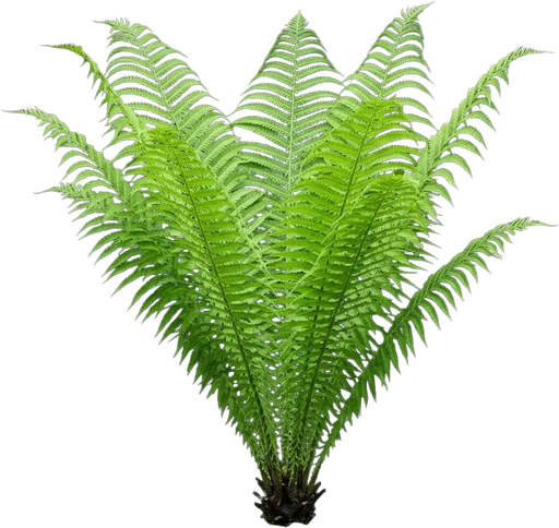 Ostrich Fern