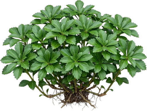Pachysandra