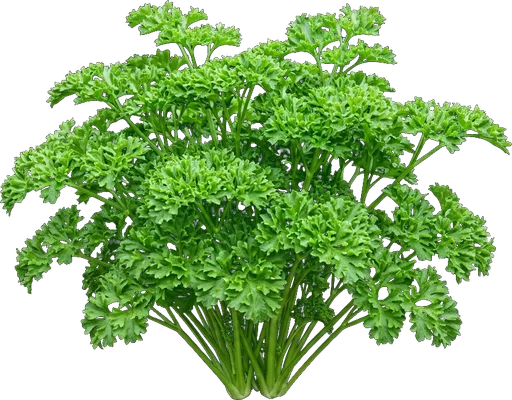 Parsley