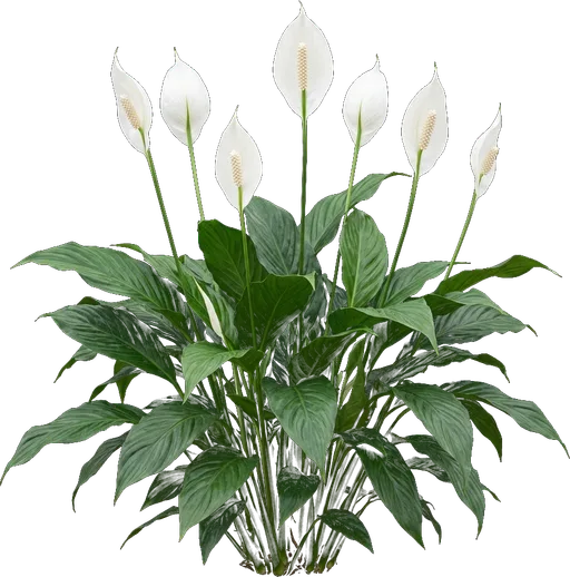 Peace Lily