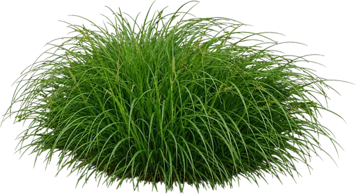 Pennsylvania Sedge
