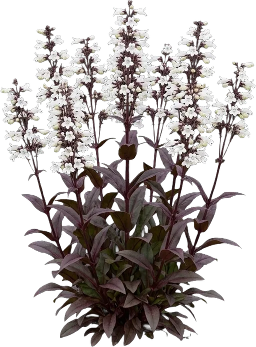 Beardtongue