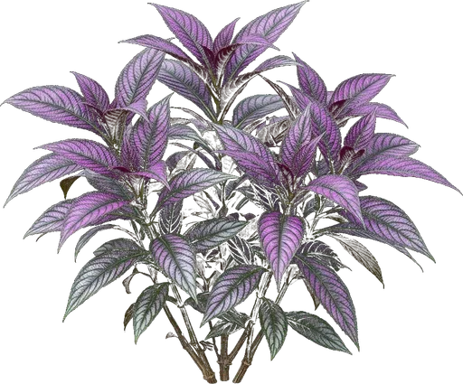 Persian Shield