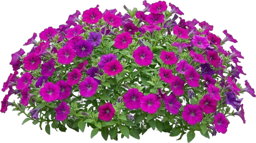 Petunia